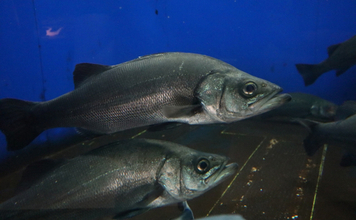 魚類最大のグループ「スズキ目」から『スズキ』が脱退？　分類調査の科学技術進歩が理由