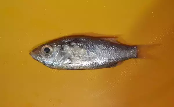 「魚類最大のグループ「スズキ目」から『スズキ』が脱退？　分類調査の科学技術進歩が理由」の画像