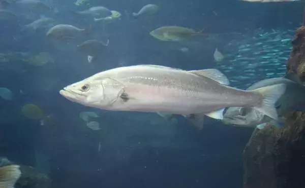 「魚類最大のグループ「スズキ目」から『スズキ』が脱退？　分類調査の科学技術進歩が理由」の画像