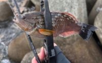 「春になれば魚が釣れる」という幻想と現実　4〜5月は意外とシビア！と覚悟せよ