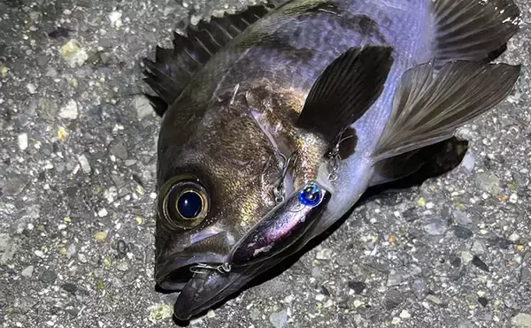 「「春になれば魚が釣れる」という幻想と現実　4〜5月は意外とシビア！と覚悟せよ」の画像
