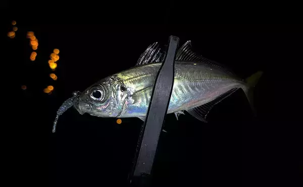 「「春になれば魚が釣れる」という幻想と現実　4〜5月は意外とシビア！と覚悟せよ」の画像