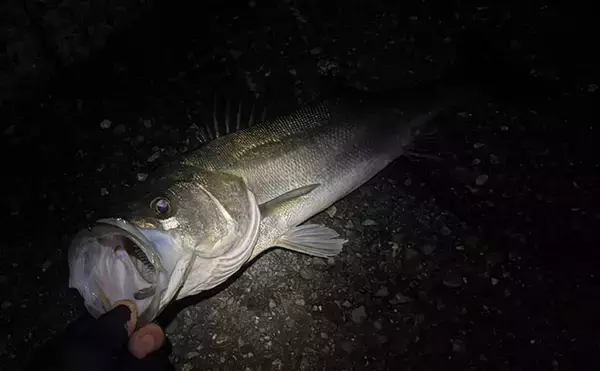 「「春になれば魚が釣れる」という幻想と現実　4〜5月は意外とシビア！と覚悟せよ」の画像
