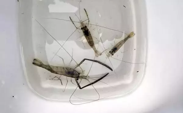 旧江戸川テナガエビ釣りで本命3尾と対面【千葉】障害物周りで拾い釣り