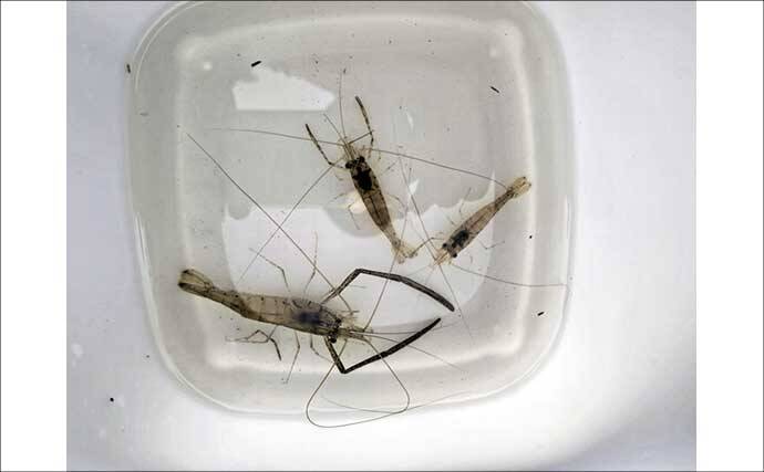 旧江戸川テナガエビ釣りで本命3尾と対面【千葉】障害物周りで拾い釣り