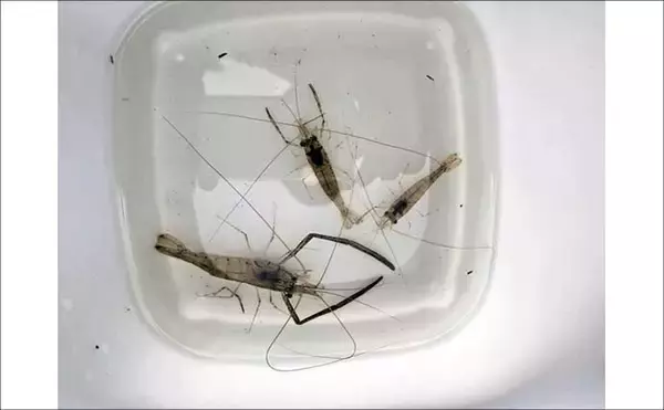 「旧江戸川テナガエビ釣りで本命3尾と対面【千葉】障害物周りで拾い釣り」の画像