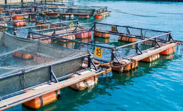 逃げ出した養殖魚が環境にもたらす悪影響とは　解決策は陸上養殖スタイルにあり