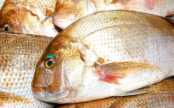 「逃げ出した養殖魚が環境にもたらす悪影響とは　解決策は陸上養殖スタイルにあり」の画像