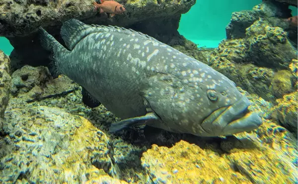 「逃げ出した養殖魚が環境にもたらす悪影響とは　解決策は陸上養殖スタイルにあり」の画像