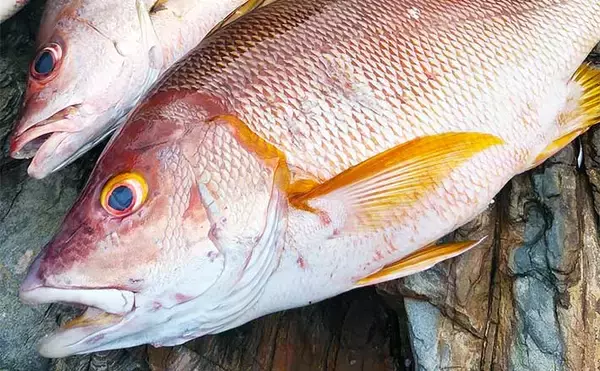 夏磯の王者『シブダイ（フエダイ）』釣り入門　ブッコミでの釣り方