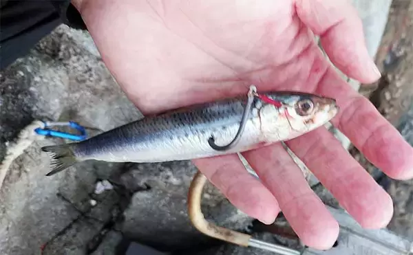 「夏磯の王者『シブダイ（フエダイ）』釣り入門　ブッコミでの釣り方」の画像