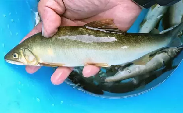 鮎（アユ）友釣りオススメ河川ガイド2024：日野川【福井】8月以降は大アユが出る