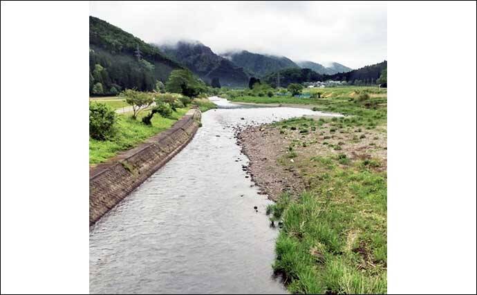 鮎（アユ）友釣りオススメ河川ガイド2024：日野川【福井】8月以降は大アユが出る