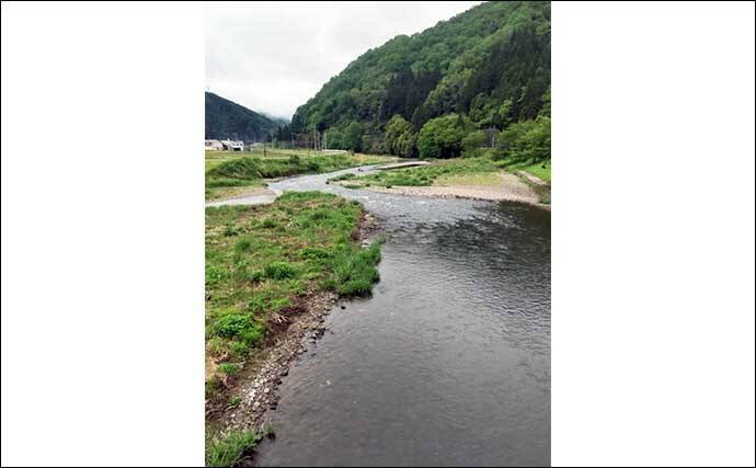 鮎（アユ）友釣りオススメ河川ガイド2024：日野川【福井】8月以降は大アユが出る