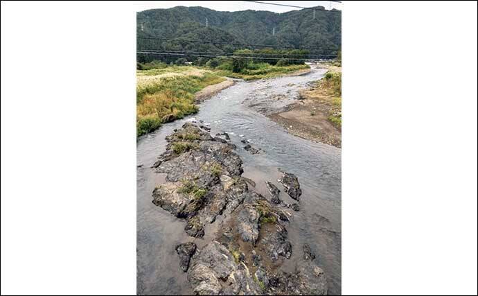 鮎（アユ）友釣りオススメ河川ガイド2024：日野川【福井】8月以降は大アユが出る