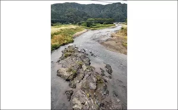 「鮎（アユ）友釣りオススメ河川ガイド2024：日野川【福井】8月以降は大アユが出る」の画像