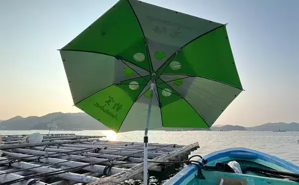 「初秋のかかり釣りでクロダイ7尾キャッチ【三重・海香】サナギ&コーンエサが的中」の画像