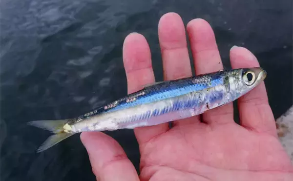 「白子漁港釣り桟橋で投げサビキに挑戦【三重】単発回遊を拾ってウルメイワシ＆サッパ確保」の画像