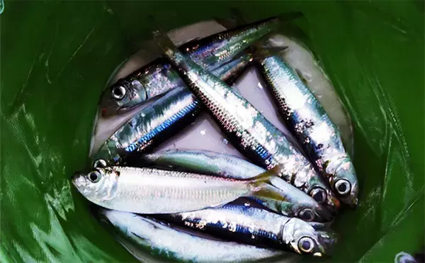 「白子漁港釣り桟橋で投げサビキに挑戦【三重】単発回遊を拾ってウルメイワシ＆サッパ確保」の画像