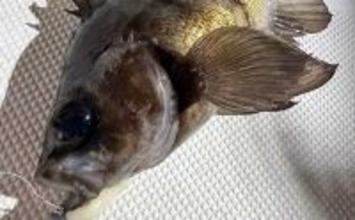 【沖のルアー釣果速報】ナイトロックゲームで良型メバル手中！年明け好スタート（愛知）