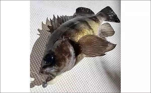 「【沖のルアー釣果速報】ナイトロックゲームで良型メバル手中！年明け好スタート（愛知）」の画像