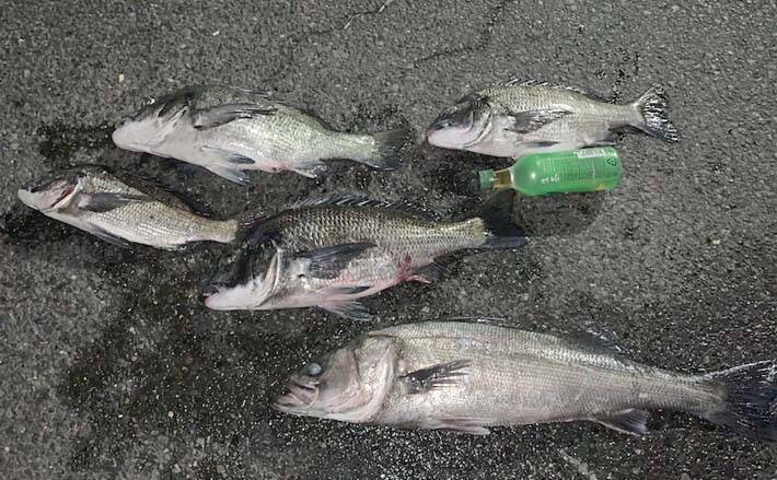 夜波止でのウキ釣りで80cmスズキに49cmクロダイなど大型魚連打 22年3月31日 エキサイトニュース