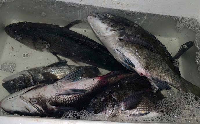 夜波止でのウキ釣りで80cmスズキに49cmクロダイなど大型魚連打 22年3月31日 エキサイトニュース 4 4