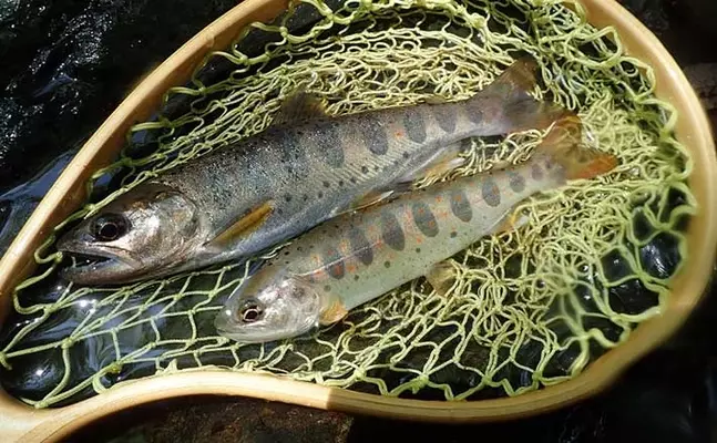 渓流ルアー釣りでアマゴ18匹 流れ込みの流芯では26cmイワナも 22年5月9日 エキサイトニュース