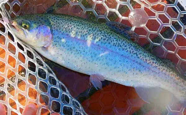 「プールトラウト釣行でニジマス40尾超え 【多摩湖FA】 練馬サーモンも手中」の画像