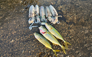 ヤエン釣りでアオリイカ6杯をキャッチ【茂原人工海水浴場】ゲストに青物もヒット