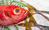 「美味しい『キンメダイ』の見分け方は赤色の鮮やかさ？　高い栄養価と優れた健康効果もあり」の画像1