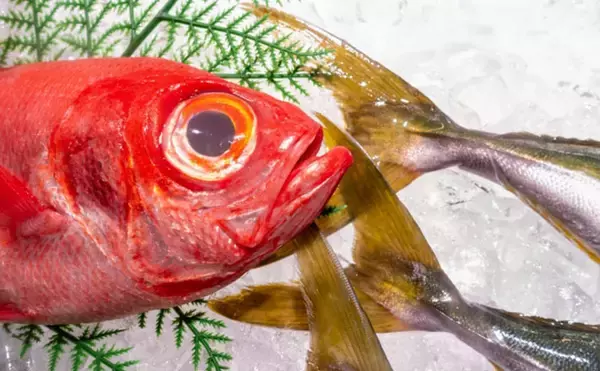 美味しい『キンメダイ』の見分け方は赤色の鮮やかさ？　高い栄養価と優れた健康効果もあり