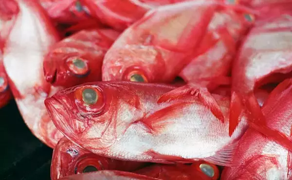 「美味しい『キンメダイ』の見分け方は赤色の鮮やかさ？　高い栄養価と優れた健康効果もあり」の画像