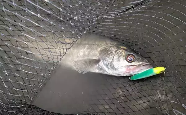 「衣浦港シーバスゲームで50cm級キャッチ！ 【愛知】ルアーローテと立ち位置調整が決め手に」の画像