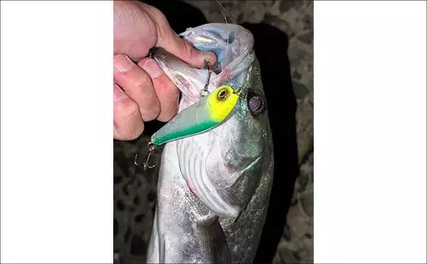 「衣浦港シーバスゲームで50cm級キャッチ！ 【愛知】ルアーローテと立ち位置調整が決め手に」の画像