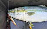 「「ズドンと青物襲来！」若狭湾ジギング船で良型ブリ・ヒラマサを好捕【福井】」の画像7