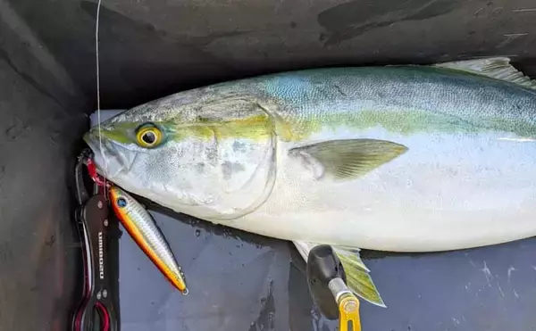 「「ズドンと青物襲来！」若狭湾ジギング船で良型ブリ・ヒラマサを好捕【福井】」の画像