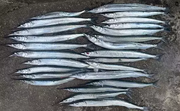 「タナ攻略はガン玉が決め手！」サヨリ釣りで25尾キャッチ【茨城・鹿島港魚釣園】