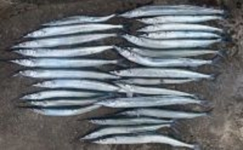 「タナ攻略はガン玉が決め手！」サヨリ釣りで25尾キャッチ【茨城・鹿島港魚釣園】