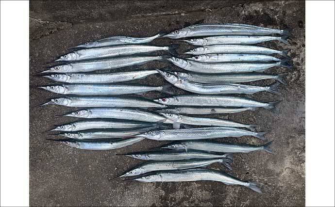 「タナ攻略はガン玉が決め手！」サヨリ釣りで25尾キャッチ【茨城・鹿島港魚釣園】