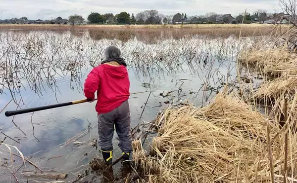 「今週のピックアップ！ヘラブナ釣り場2026【群馬県・城沼】」の画像
