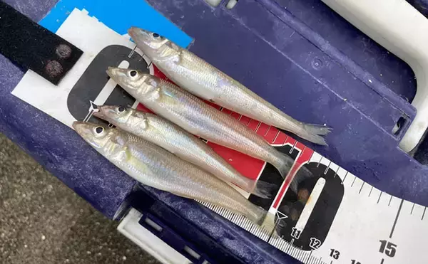 「キス投げ釣りの針サイズは何号が正解？ シーズン別の選び方を解説」の画像