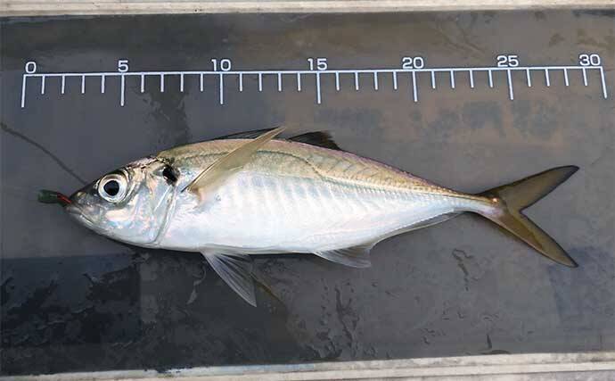 東京湾の午前LTアジ船で30cm頭に釣る人75尾【荒川屋】潮動くと入れ食いに