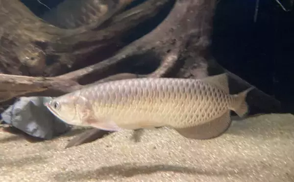 白亜紀から地球を見守る古代魚「アロワナ」 優雅に水槽を泳ぐ神秘的な 