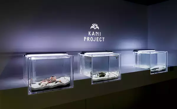 「ズワイガニを卵から育てる挑戦で新記録樹立！【城崎マリンワールド】甲羅3.5cmまで成長」の画像