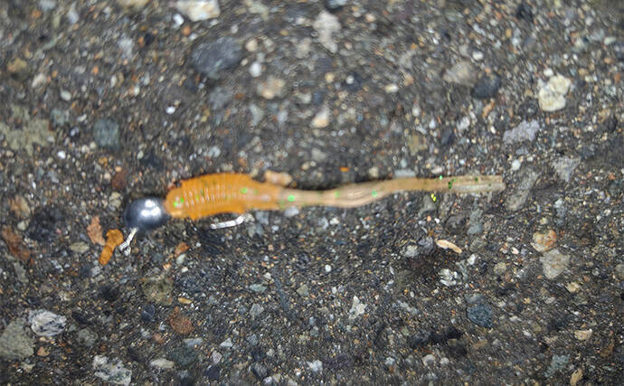 潮止まりの短時間アジングゲームで豆アジ5匹をキャッチ【愛知】ボトム意識した釣りが奏功