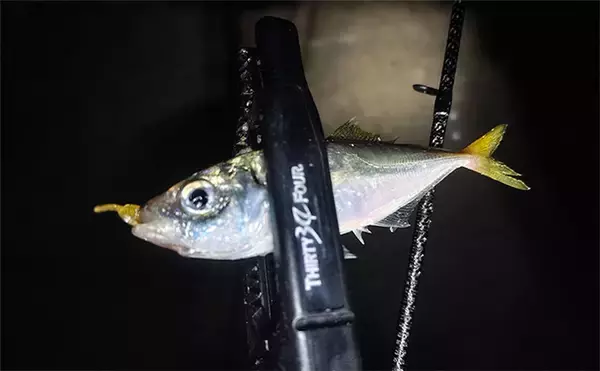 「潮止まりの短時間アジングゲームで豆アジ5匹をキャッチ【愛知】ボトム意識した釣りが奏功」の画像