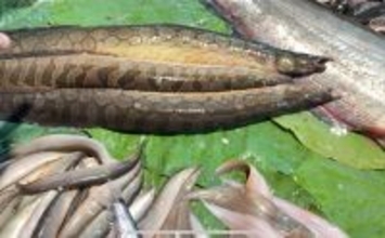 カンボジアの市場で出会った謎の淡水魚『トゲウナギ』を食べてみた