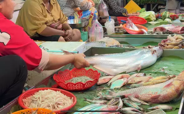「カンボジアの市場で出会った謎の淡水魚『トゲウナギ』を食べてみた」の画像