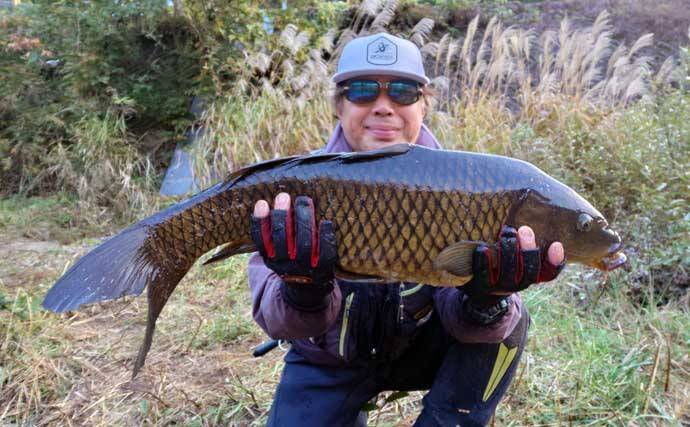ボイリーエサで80cmコイを釣りあげる【長良川】ノベザオで豪快なファイトを堪能